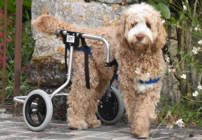 A Labradoodle wearing a wheelchair