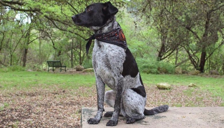 Labrador Blue Heeler mix dog sitting on the concrete bench at the park