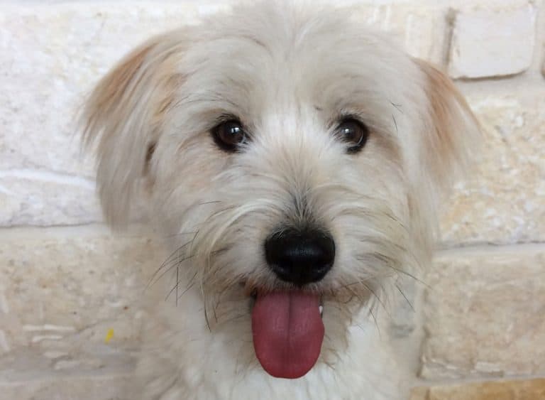 40 Different Exciting Types of Yorkie Mixes K9 