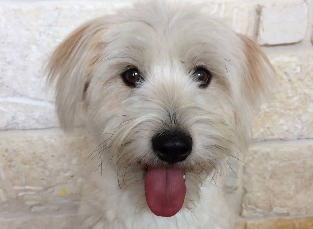 40 Different Exciting Types of Yorkie Mixes K9 