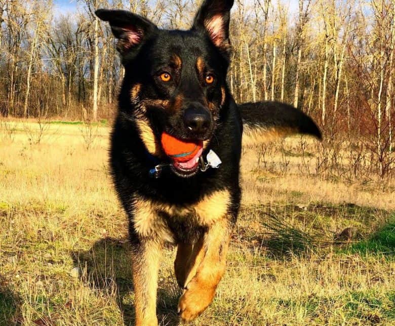 Labrador Retriever German Shepherd mix dog playing a ball