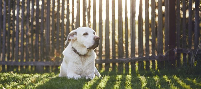 Labrador Retriever lying on the grass near the wooden fence