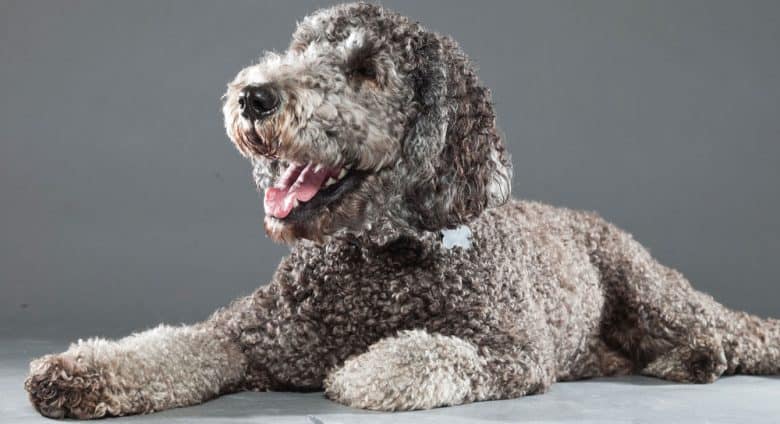 Labrador Retriever Poodle mix dog