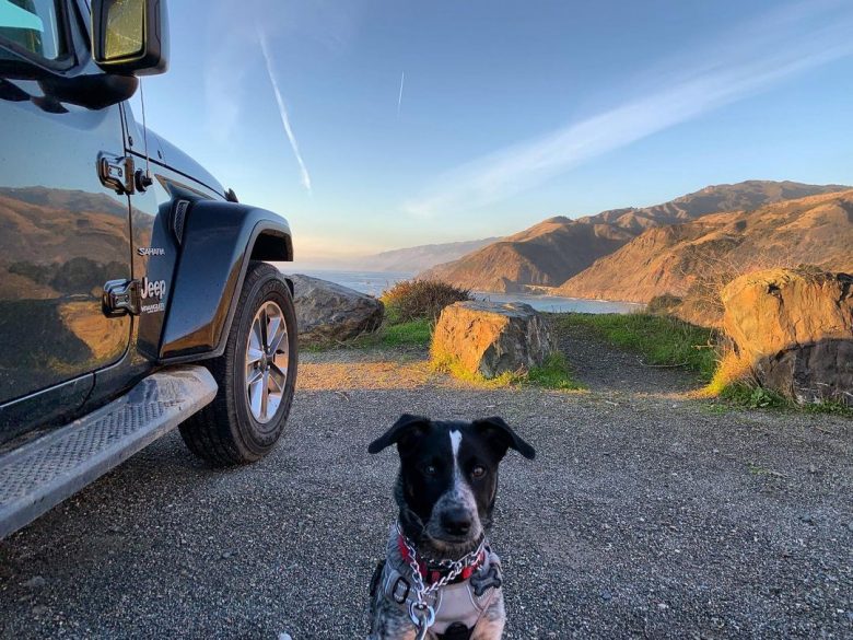 A Labraheeler to hike with his pet owner