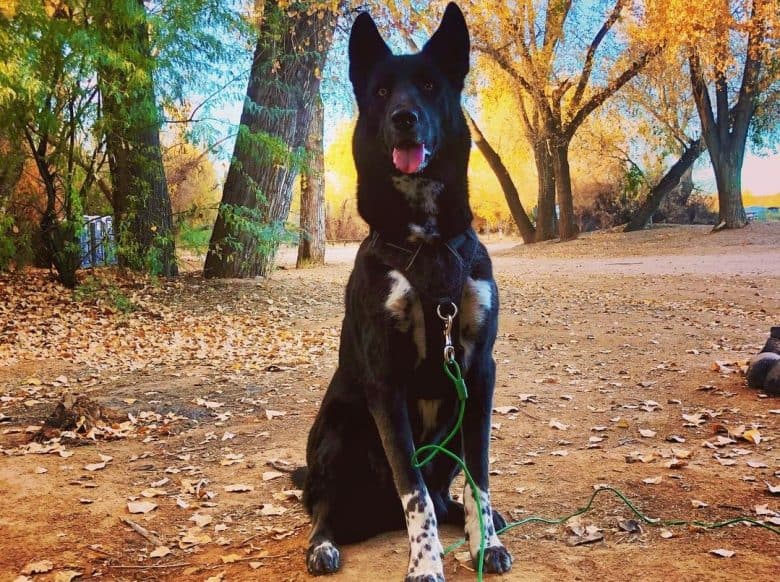 A black and white Dalusky sitting in a forest