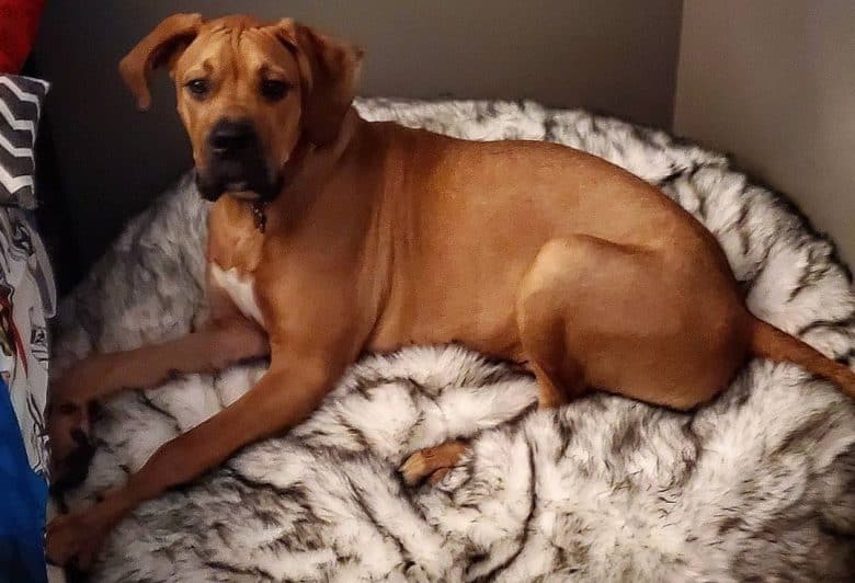 A brown Boxane laying on a blanket