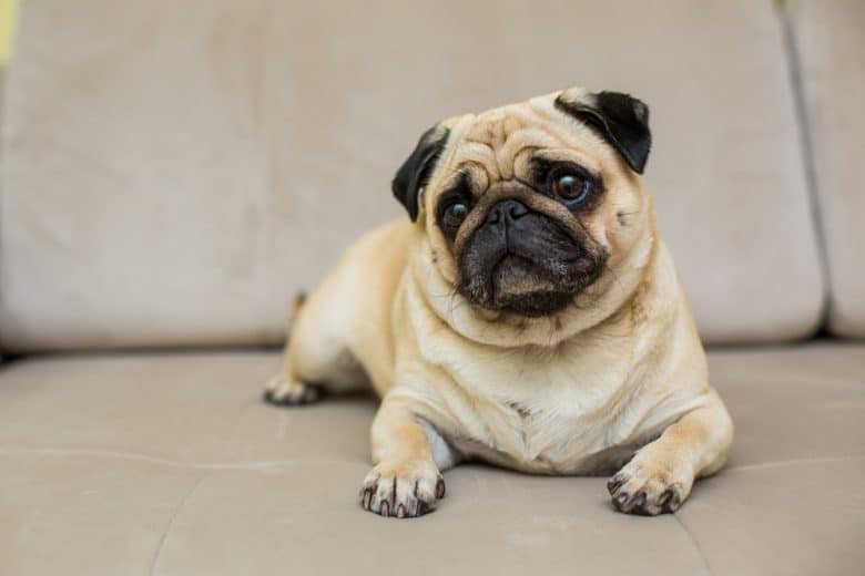 A Pug puppy comfortably laying on a couch