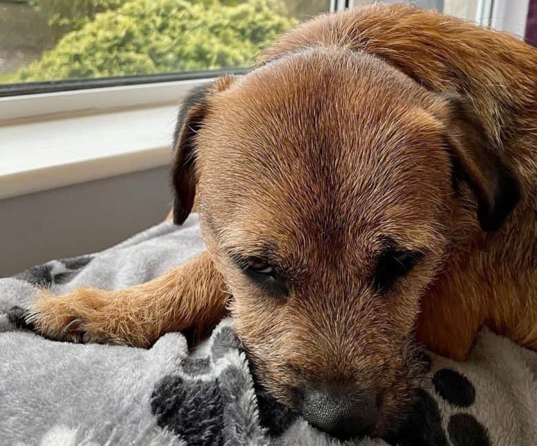 Lazy Border Terrier dog lying on the bed