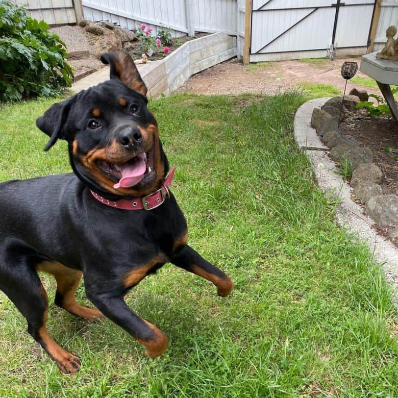 A happy Rottie leaping on the grass