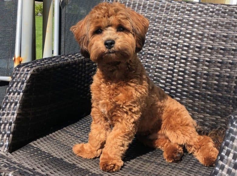 Lhasa Apso Poodle mix dog sitting in an outdoor chair
