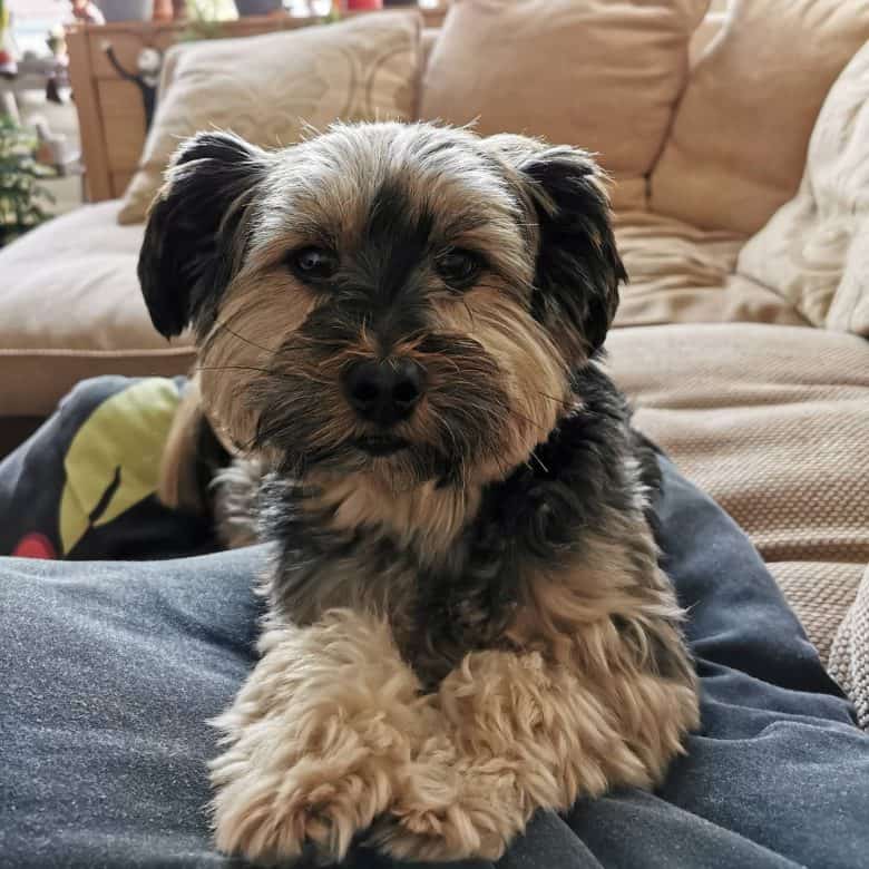 Lhasa Apso and Yorkshire Terrier mix dog portrait