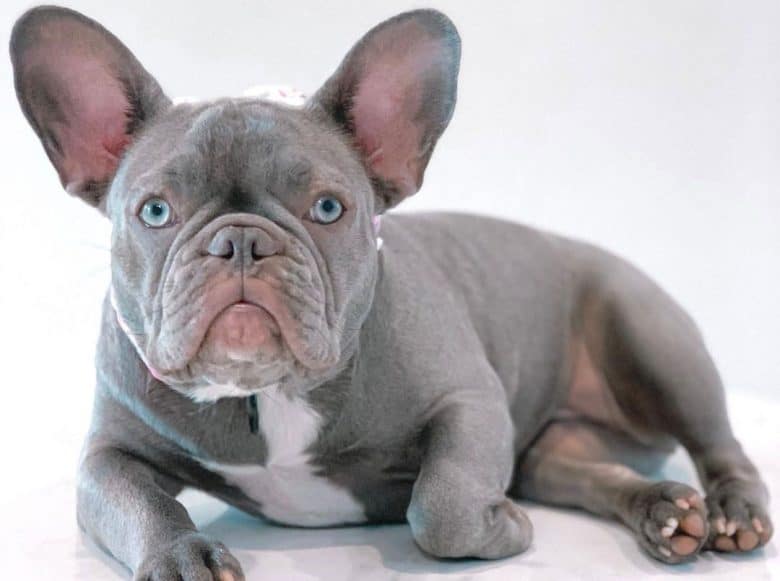Lilac French Bulldog portrait