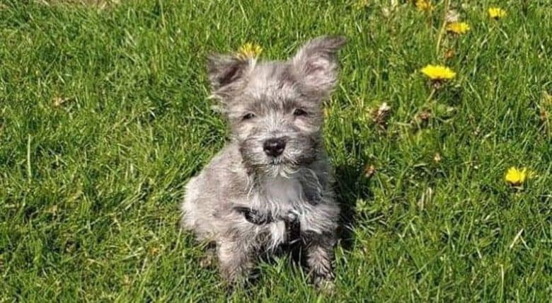 Little West Highland White Terrier and Shih Tzu mix dog sitting under the sun