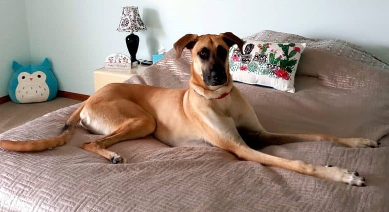 A very long Great Greyhound laying on top of a bed