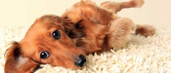a long-haired Dachshund laying on a carpet