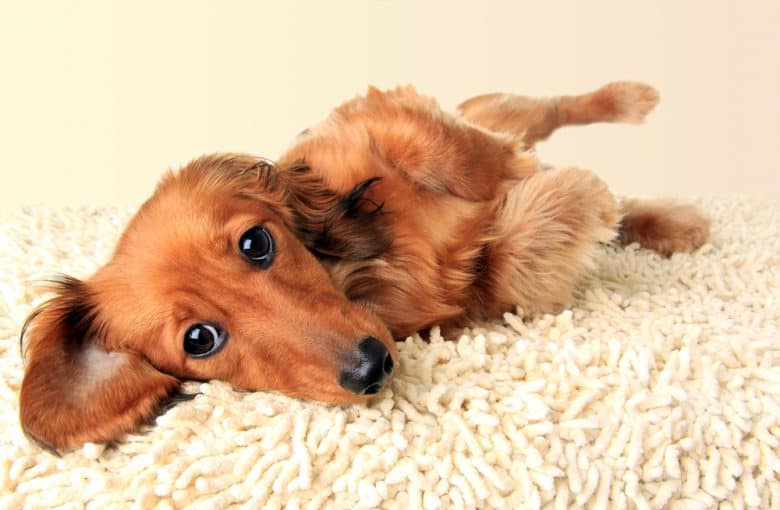 A long-haired Dachshund laying on a carpet