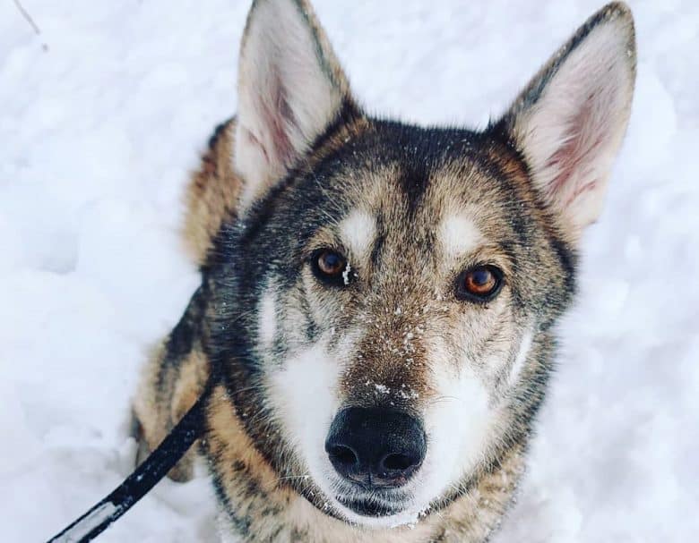 A Tamaskan dog looking up while sitting on the snow
