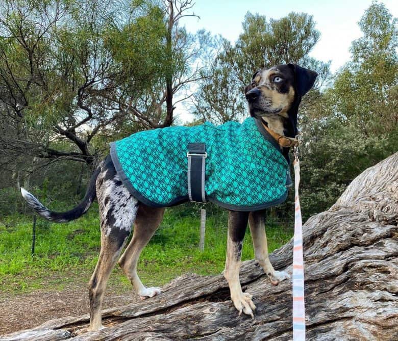 Louisiana Catahoula Cur standing on a tree trunk while wearing a blue coat