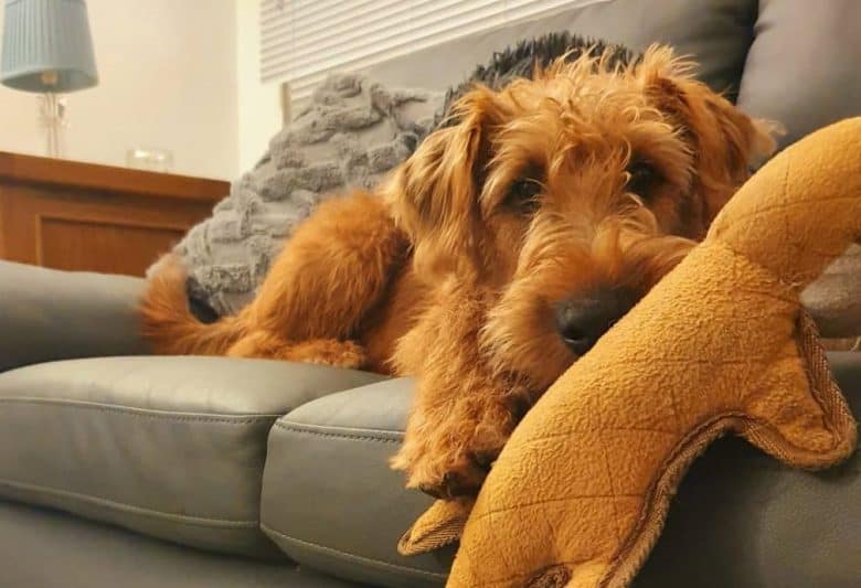 A big Irish Terrier with a toy and laying comfortably ion a couch