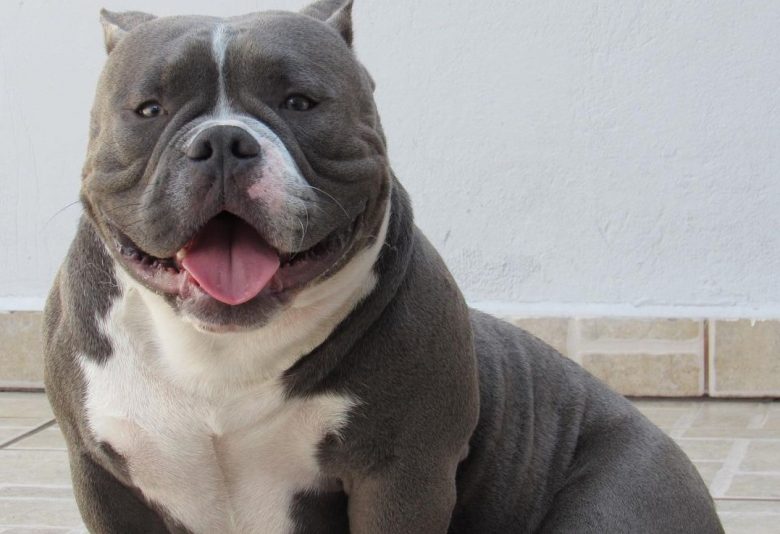 a fabulous American Bully sitting with legs crossed