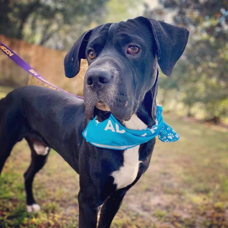 An adorable Great Dane Shar Pei wearing a blue bandana