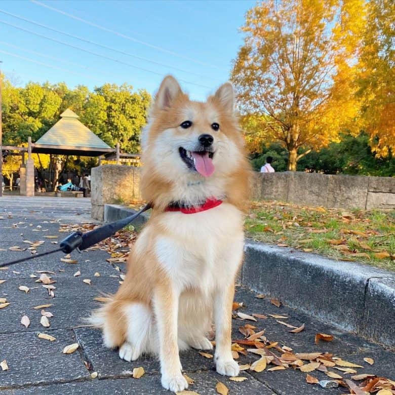 A fluffy Pom-Shi outdoors