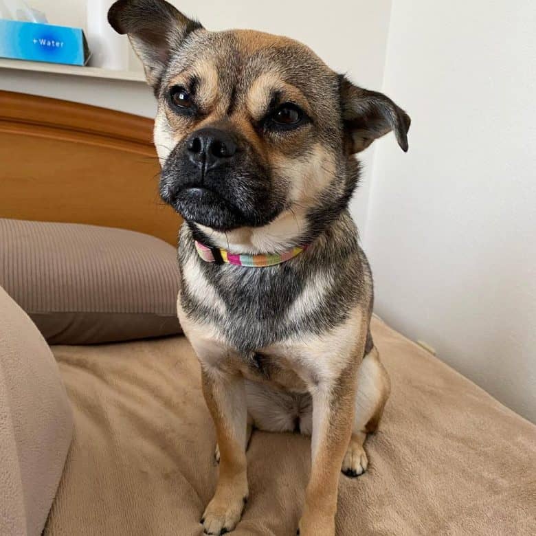 Pug aussie best sale mix