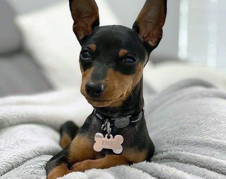 Lovely Mini Pinscher lying on the bed