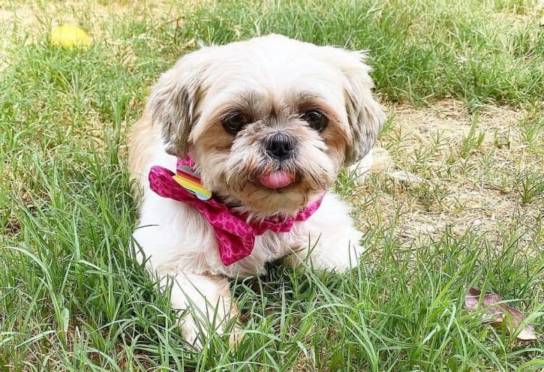 A Pug-Zu wearing a pink scarf looking adorable