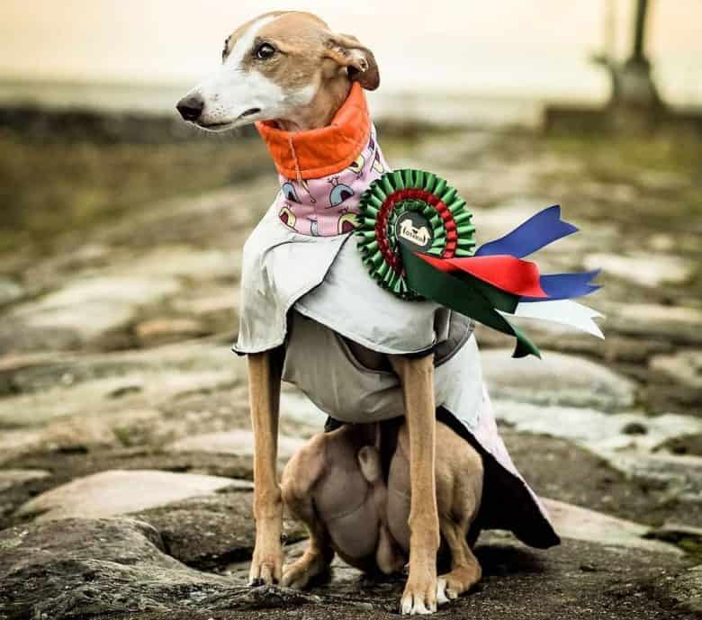 Mistrz psów w konkurencji coursingowej
