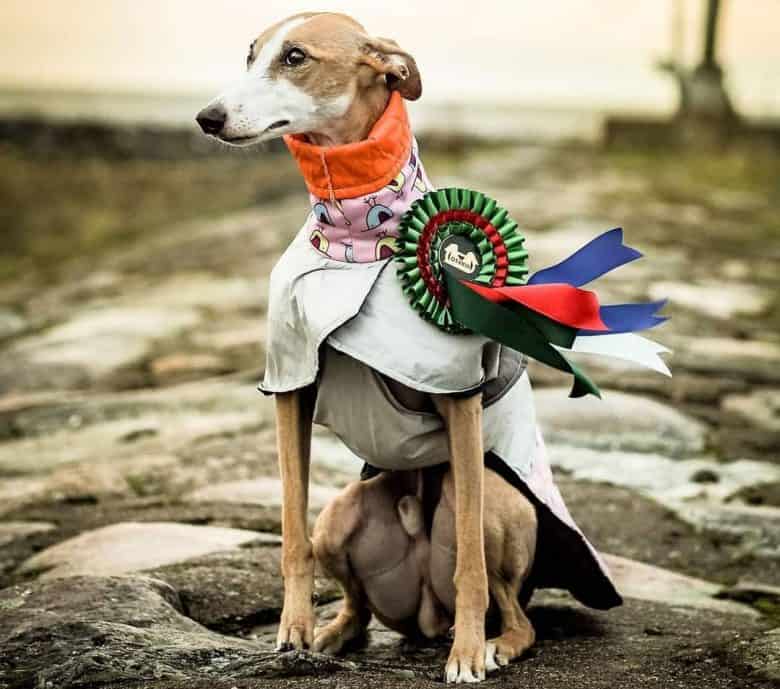 Lure coursing competition dog champion