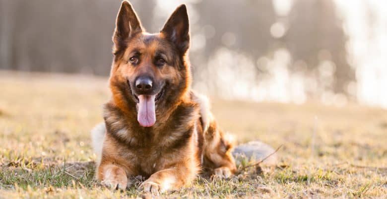 German Shepherd dog lying on grass at sunset