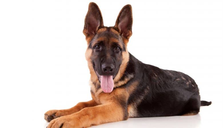 Lying portrait of German Shepherd dog