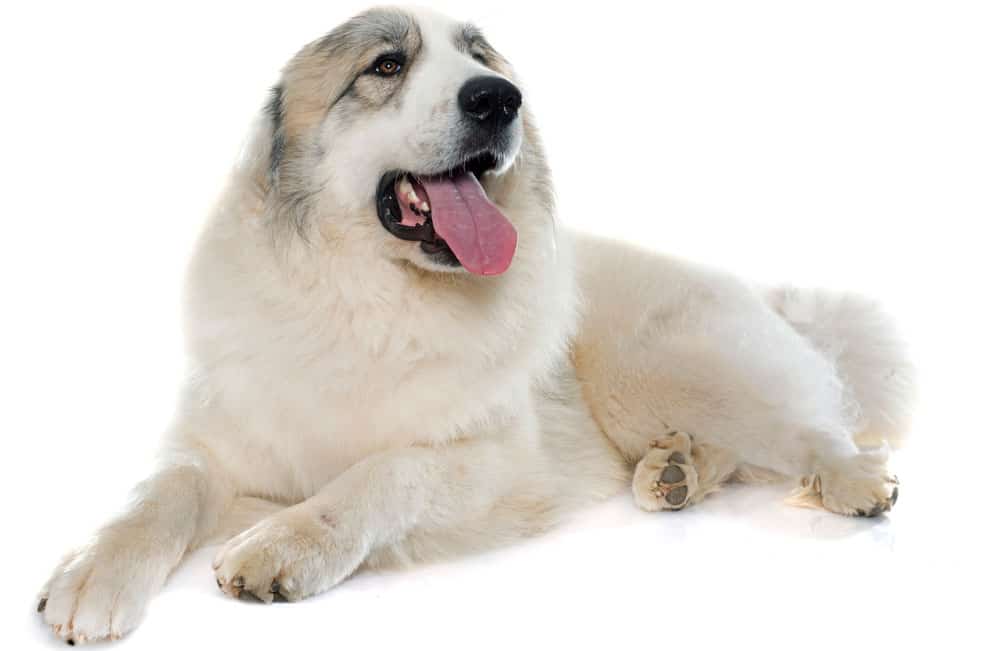 Check out the Best Spanish Dog Names for your Pup - K9 Web