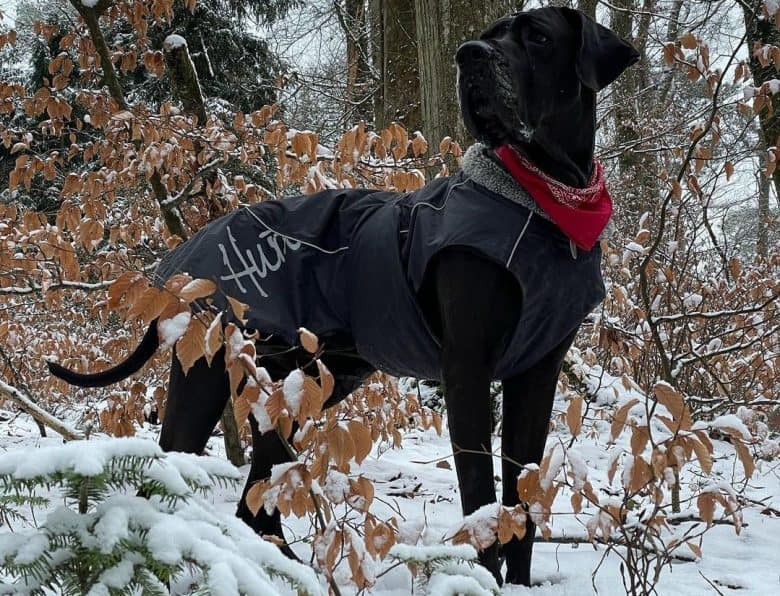 A cool Black Great Dane standing on the snow