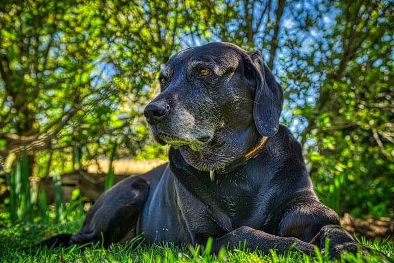 A black Goldmaraner dog laying on the grass