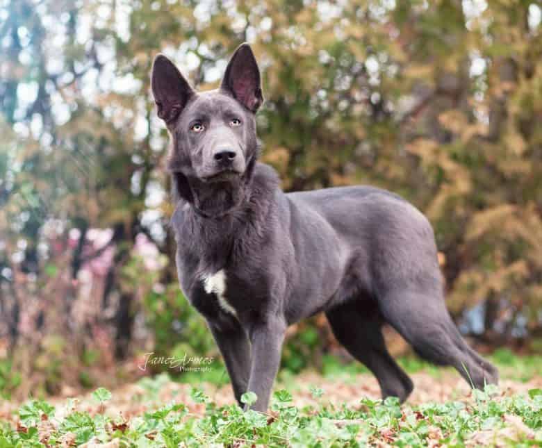 A Liver German Shepherd standing