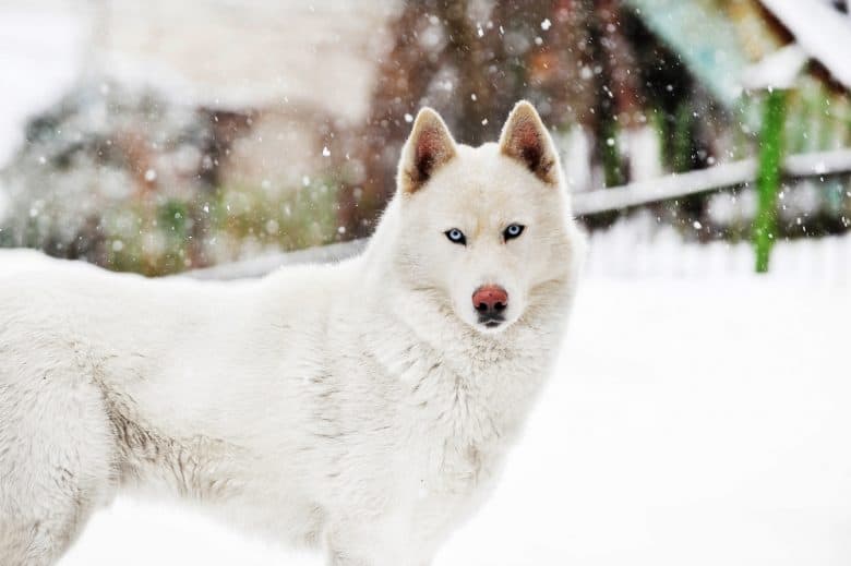 A serious White Siberian Husky outdoors