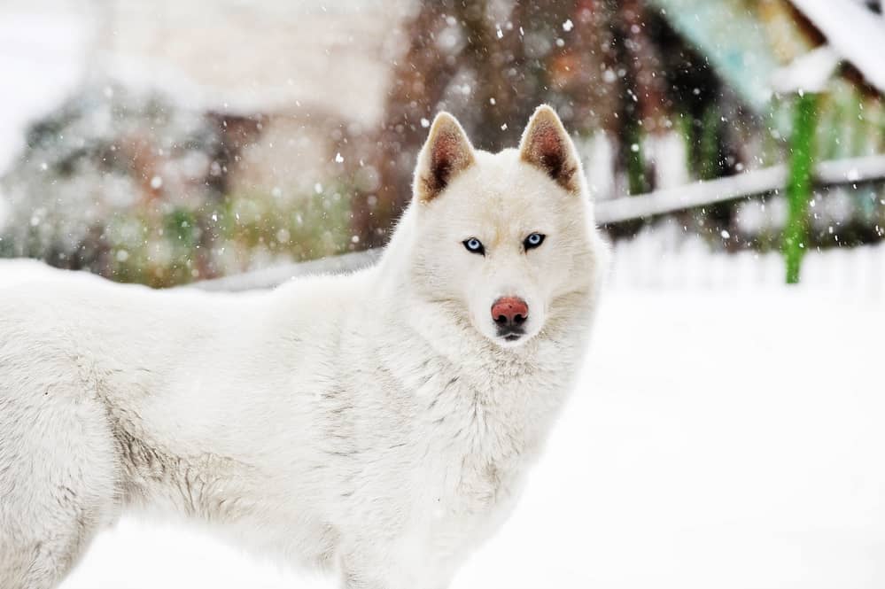 300+ of the Best Alaskan Dog Names You Should Consider K9 