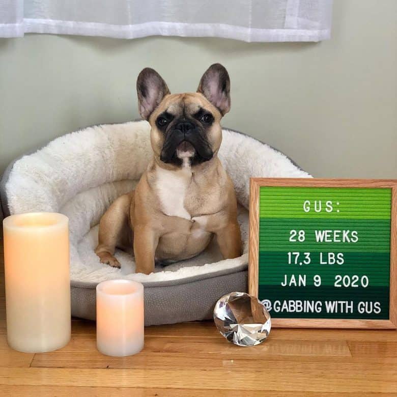 a male Frenchie dog sitting on a dog bed