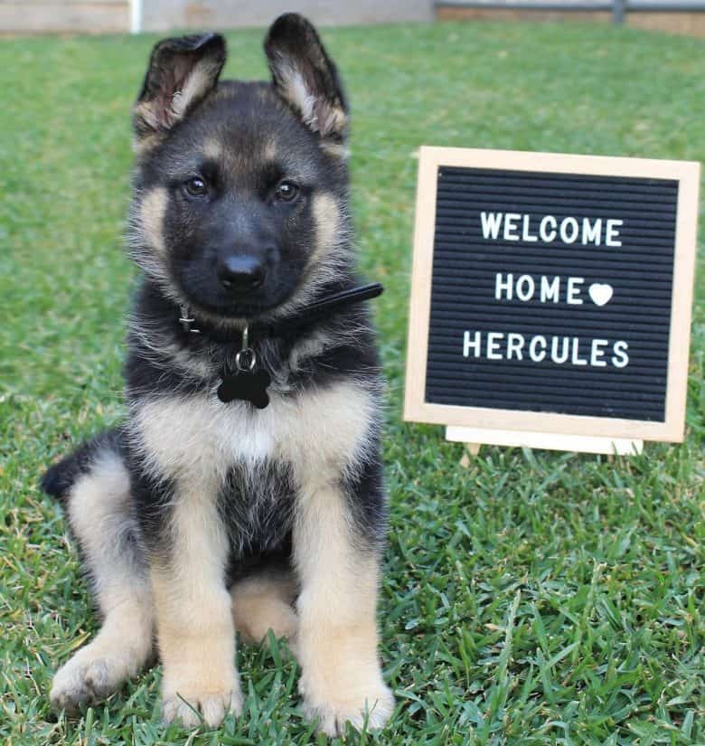 A male German Shepherd puppy sitting adorably