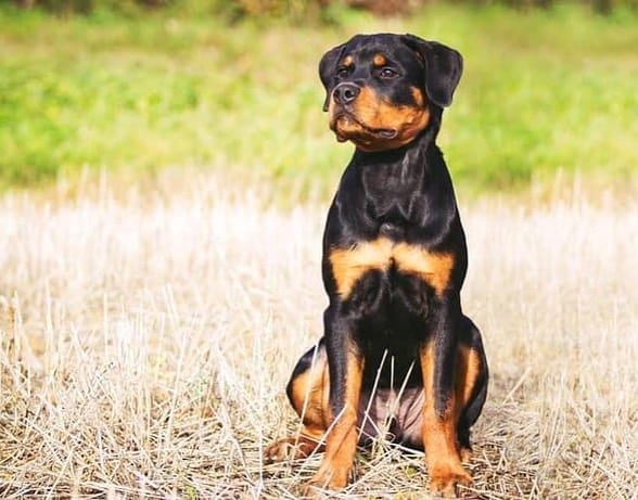 A male Rottweiler sitting in the wilderness