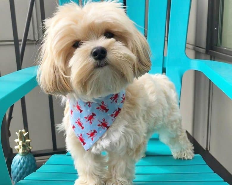 Maltese and Yorkshire Terrier mix dog standing on a chair