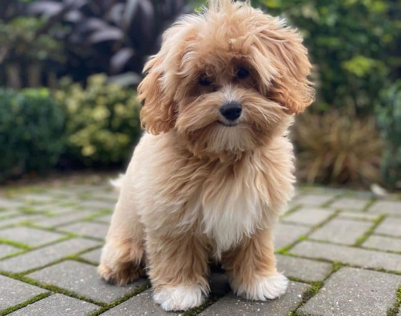 Maltese Poodle mix dog sitting on the pavement