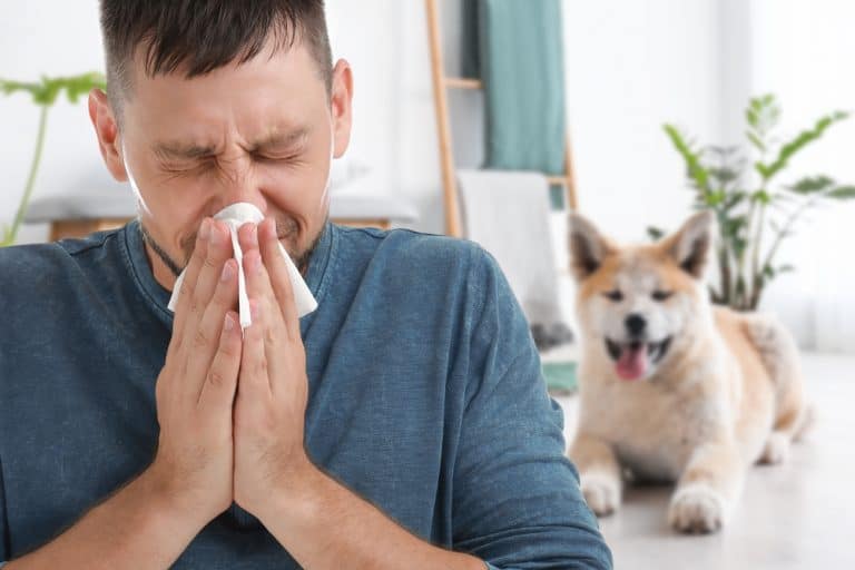 Dog allergies What to know and how to deal with it K9 