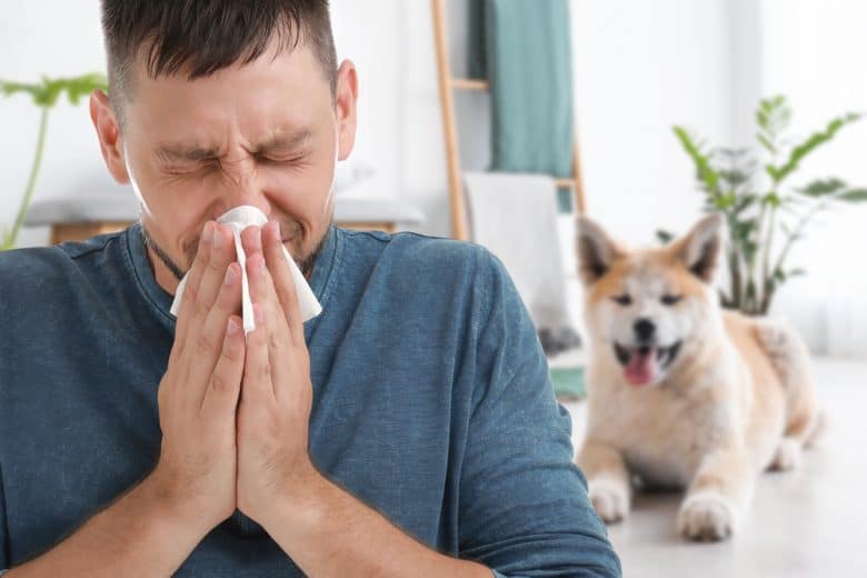A man sneezing and suffering from allergies with an Akita Inu behind