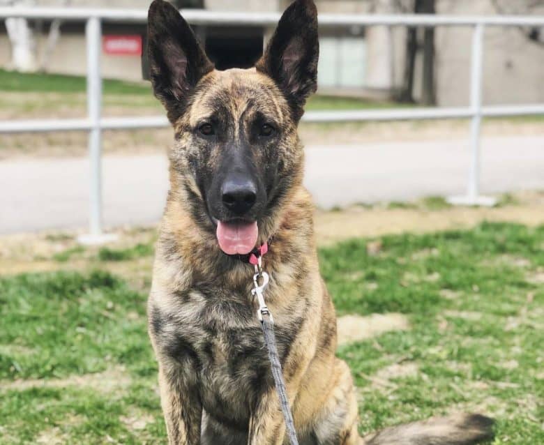 Mastiff German Shepherd mix dog portrait