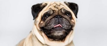 a portrait of a Pug smiling
