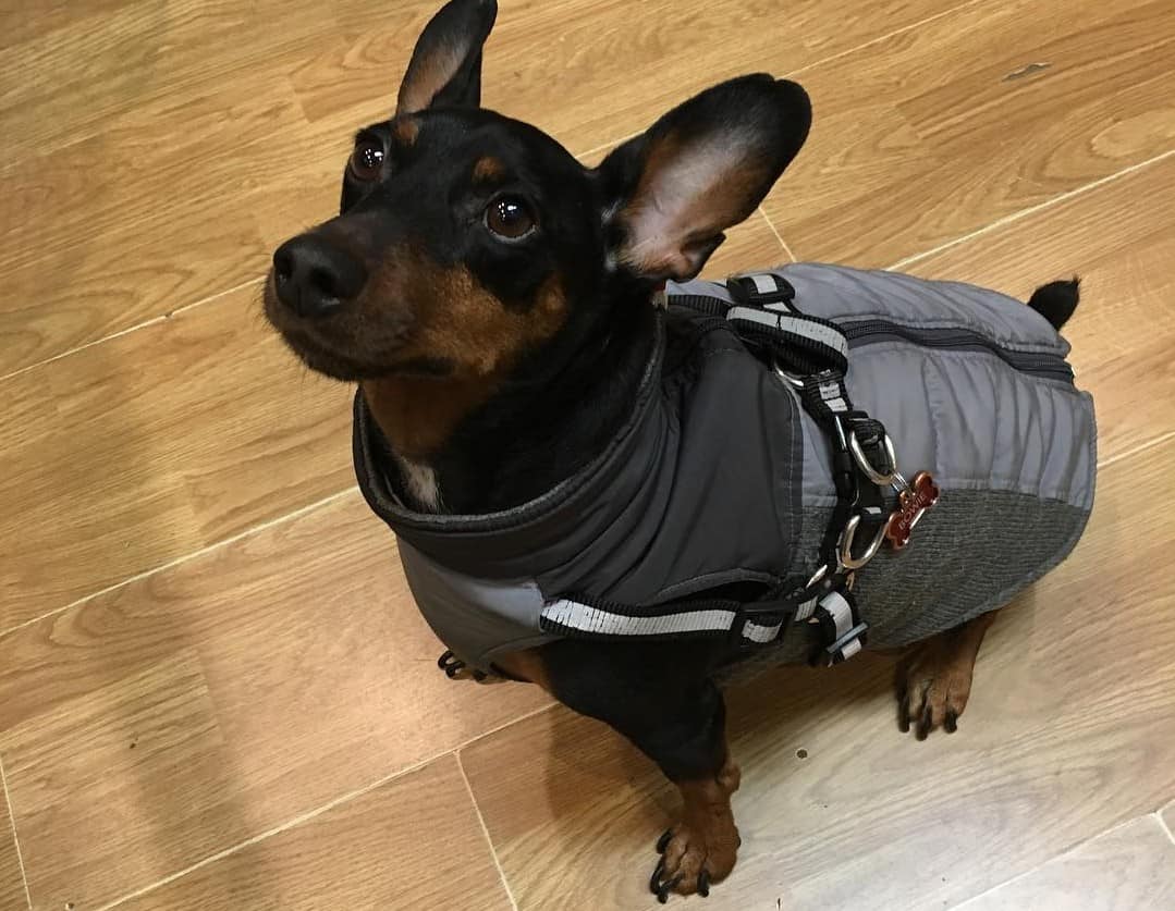 Say hello to the Miniature Pinscher The Big Little Dog K9 