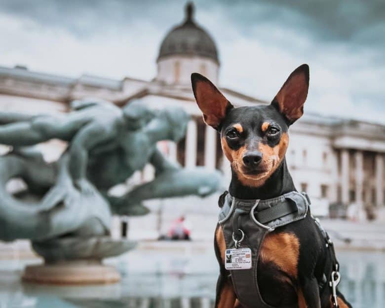 A Miniature Pinscher working as a tour guide